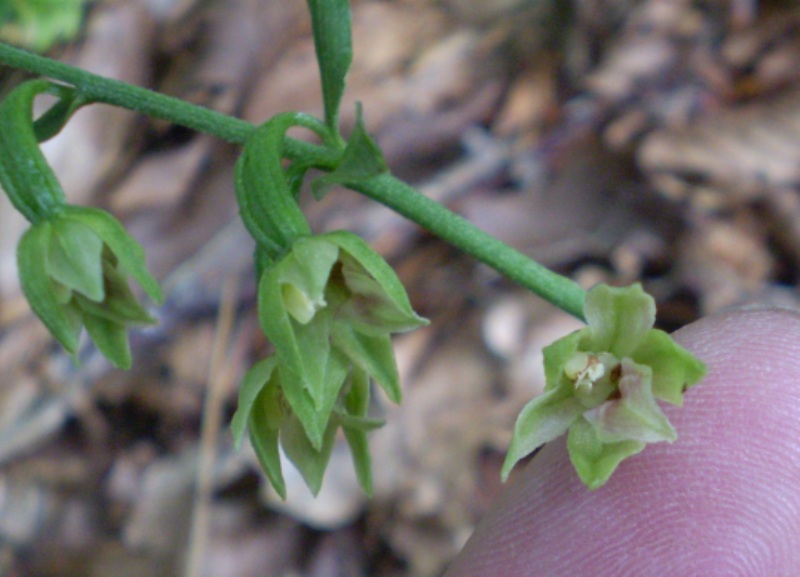 Epipactis persica subsp gracilis  e Epipactis atrorubens